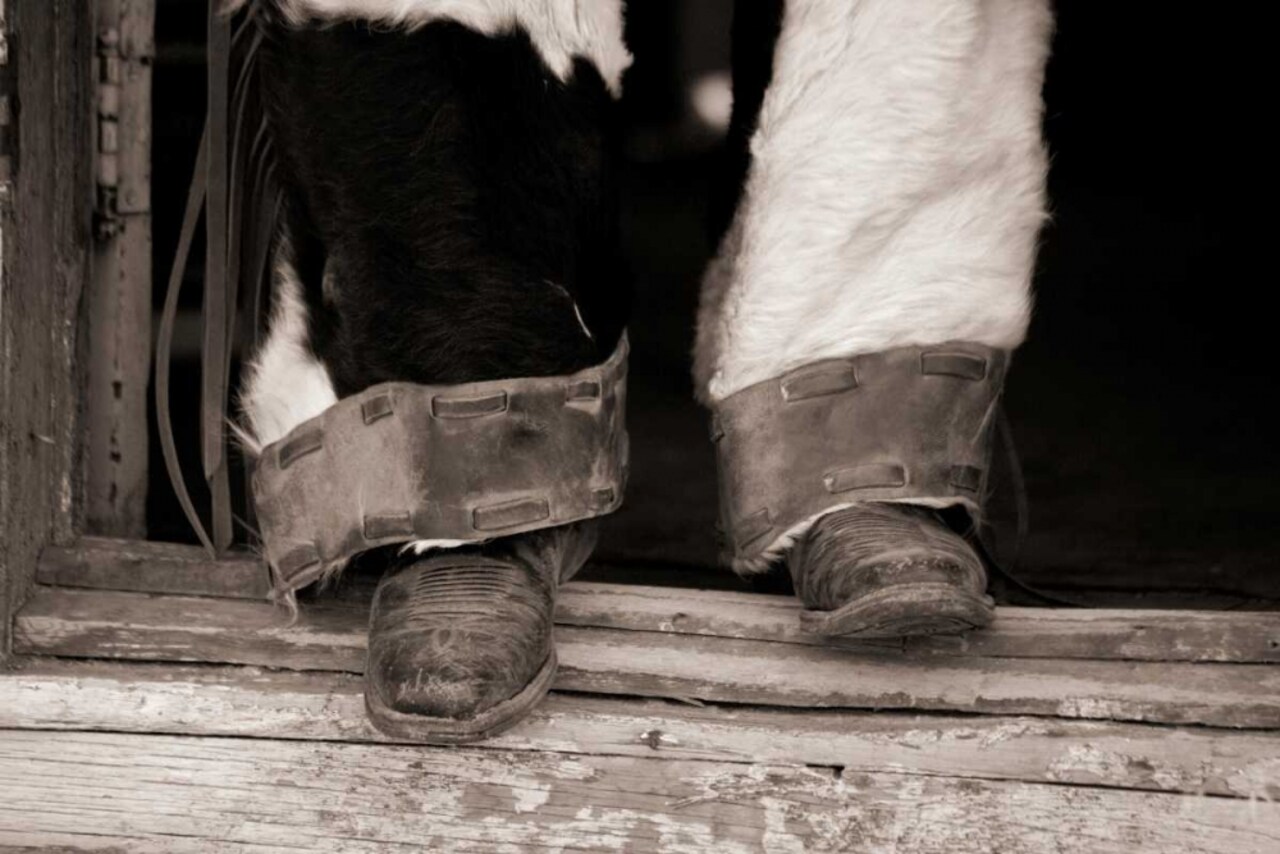 Furry Chaps Poster Print by Lisa Dearing - Item # VARPDXD1019D